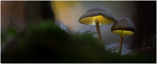 A Whole New Trip: The enchanting world of shrooms and our inspired glass lighting